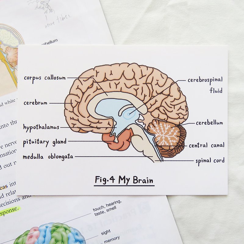Miss You / Biology Brain Postcard Organ Anatomy Diagram - Cards & Postcards - Paper 