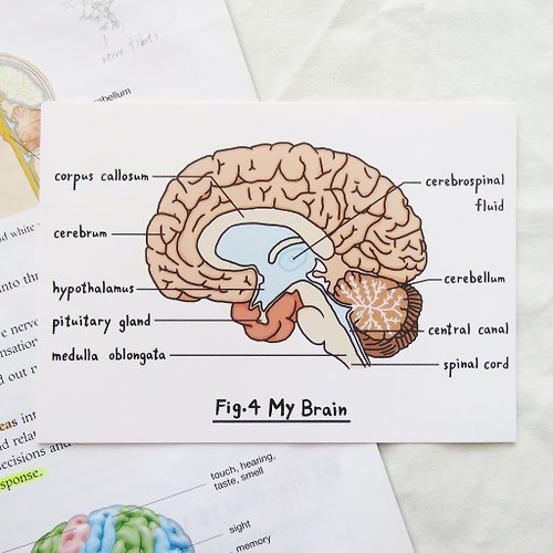 腦力研究所 Lorak Institute 想念你 / 生物學 大腦明信片 器官解剖圖