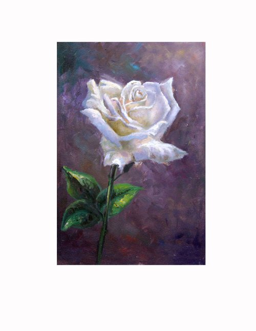 絵画　白薔薇 0_8dce9614400a2d57646392805053