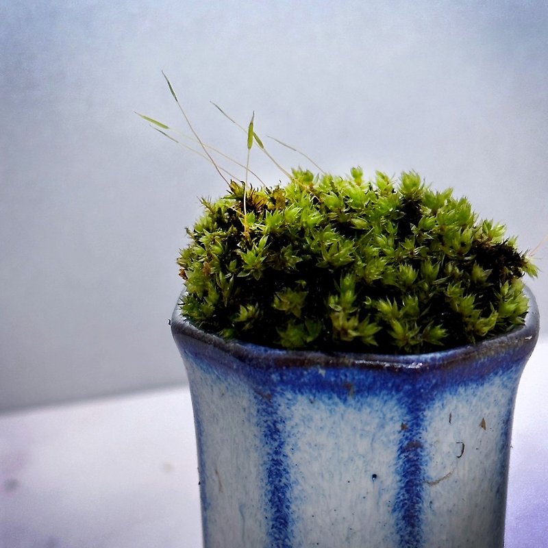 Moss thumb pot/peat moss/big feather moss/white hair moss/pirajen moss/whip moss/large - Plants - Plants & Flowers 