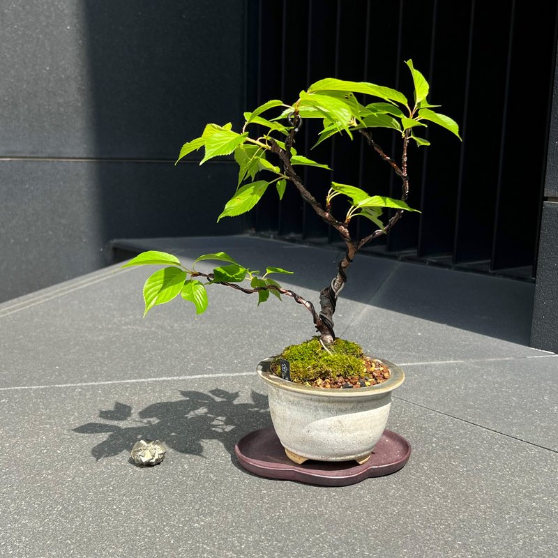千島櫻クルサル∣原株中品櫻花盆栽 - 盆栽/植栽 - 陶 