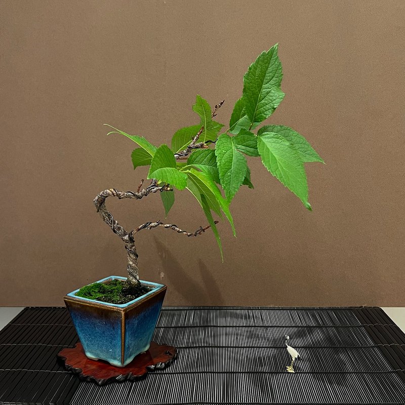 Taiyo Sakura (大漁櫻) | Medium-sized Cherry Blossom Bonsai with Flower Buds - ตกแต่งต้นไม้ - ดินเผา 