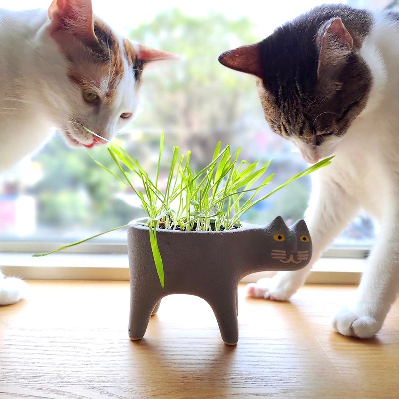 Chinese New Year gift box wheat barley cat grass seed material package DIY material package cat supplies cat flower pot - Plants & Floral Arrangement - Pottery 