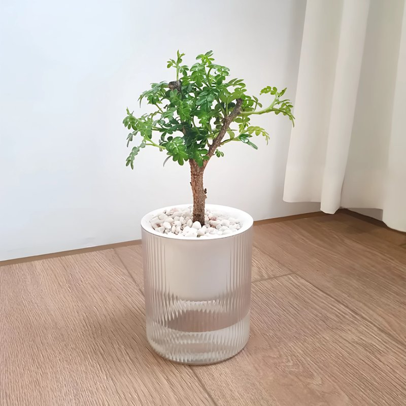 胡椒木吸水盆栽 療癒清香小樹 視覺與香氣兼具 - 植栽/盆栽 - 塑膠 綠色