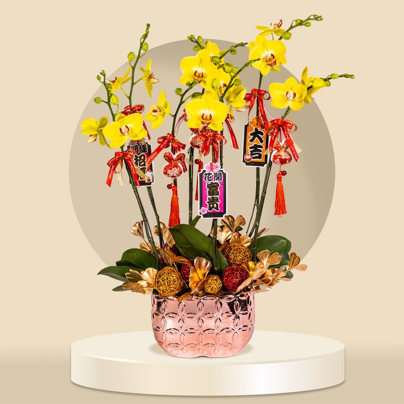 中花蝴蝶蘭大王蜂6棵 (GF00066) 蘭花 新春蘭花 年花 自家蘭花園 - 盆栽/植栽 - 植物．花 