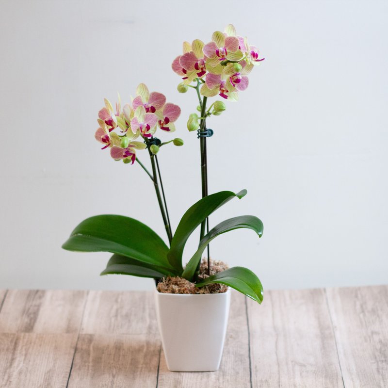 三色鳥蝴蝶蘭 | 單株 - 盆栽/植栽 - 植物．花 橘色