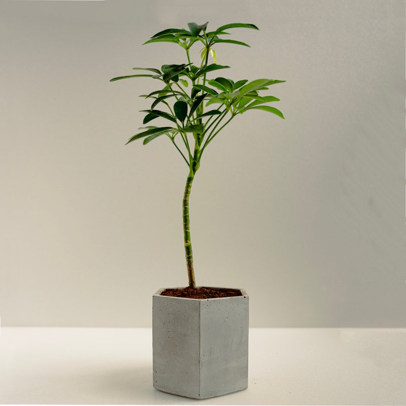 Schefflera │ Mud Series │ Planted by Fortune - ตกแต่งต้นไม้ - ปูน สีเขียว