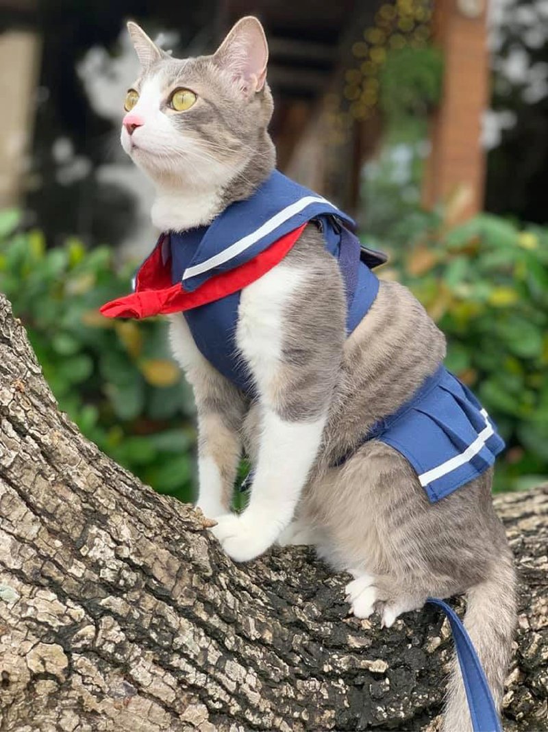 College uniform chest strap [Common for cats and dogs] Pet chest back with leash - Clothing & Accessories - Other Materials 