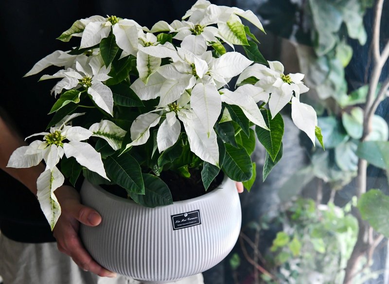 Christmas White Snow - ตกแต่งต้นไม้ - พืช/ดอกไม้ ขาว