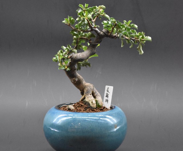 日本長壽梅- 設計館盆景星球Bonsai Planet 植栽/盆栽- Pinkoi