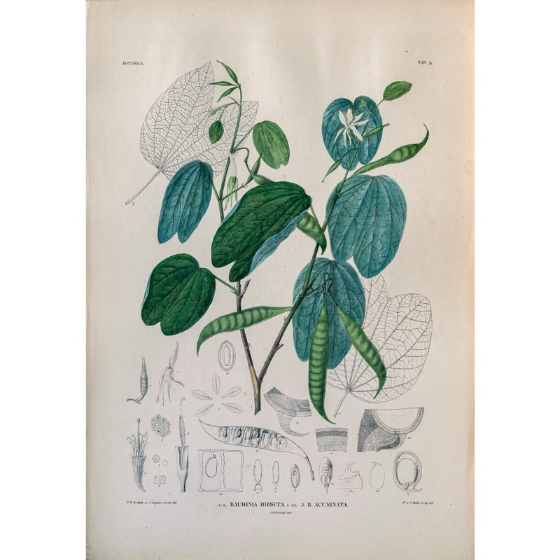 粗毛羊蹄甲 Bauhinia Hirsuta - 植物圖鑑-版畫 - 海報/掛畫/掛布 - 紙 