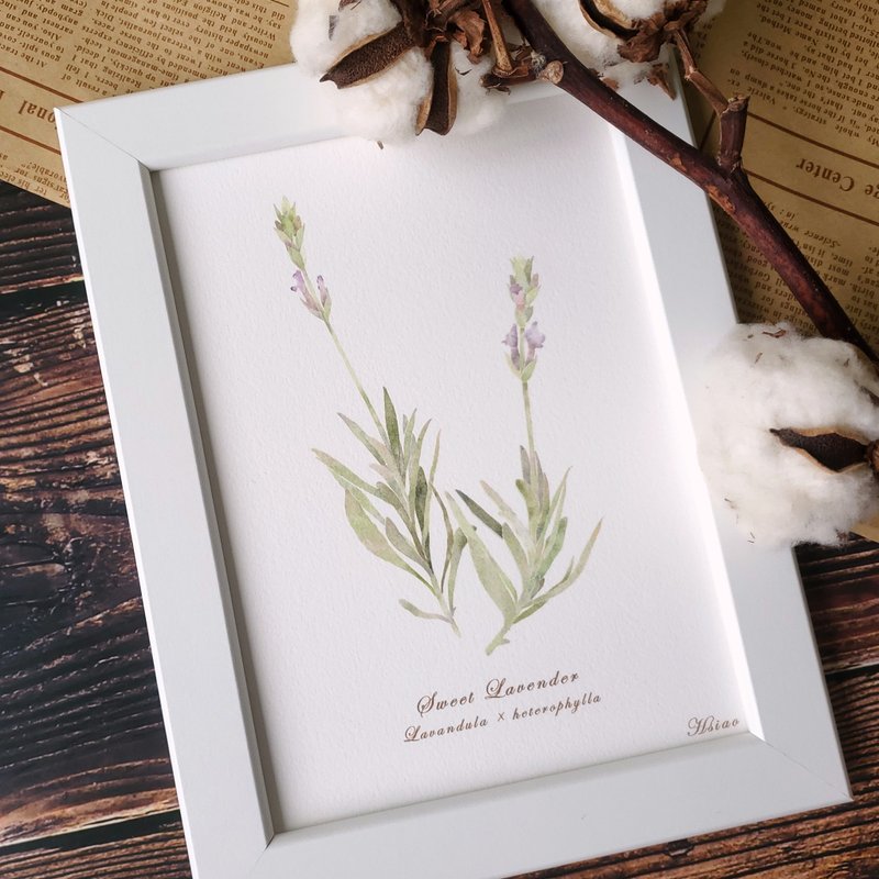 Lavender-decorative painting/gift/packaging included/watercolor/hand-painted/illustration - Posters - Paper Khaki