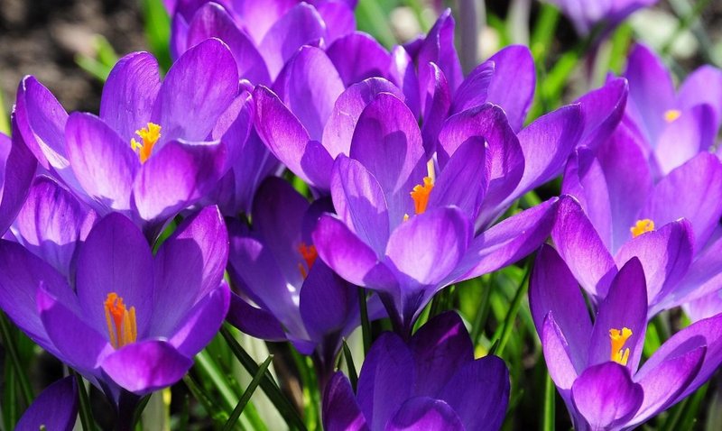 藏紅花純露 Saffron Hydrosol - 其他 - 濃縮/萃取物 