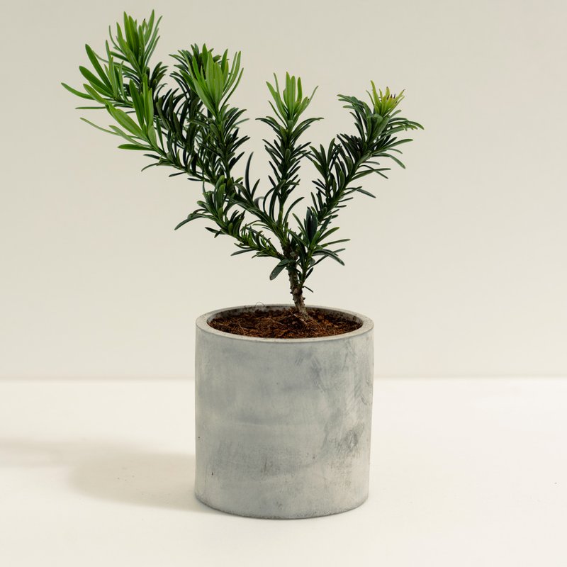 雀舌羅漢松│泥作系列│福所栽 - 盆栽/植栽 - 水泥 綠色