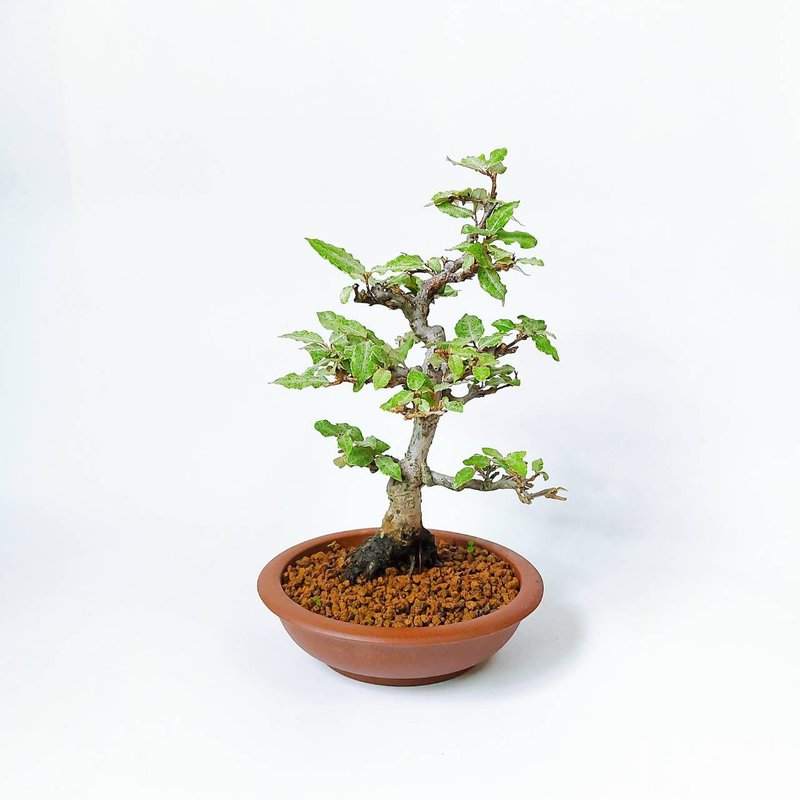 小品盆栽【日本寒茱萸・寒グミ】 - 盆栽/植栽 - 植物．花 