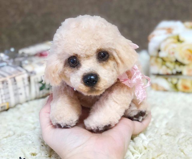 Peach toy cheap poodle