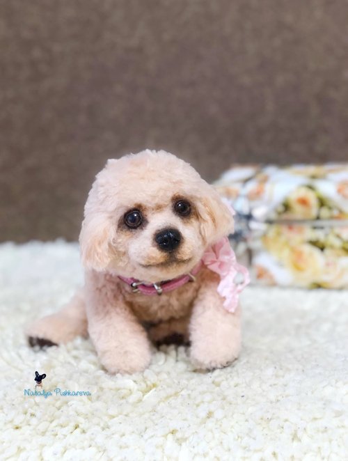 Peach hotsell toy poodle