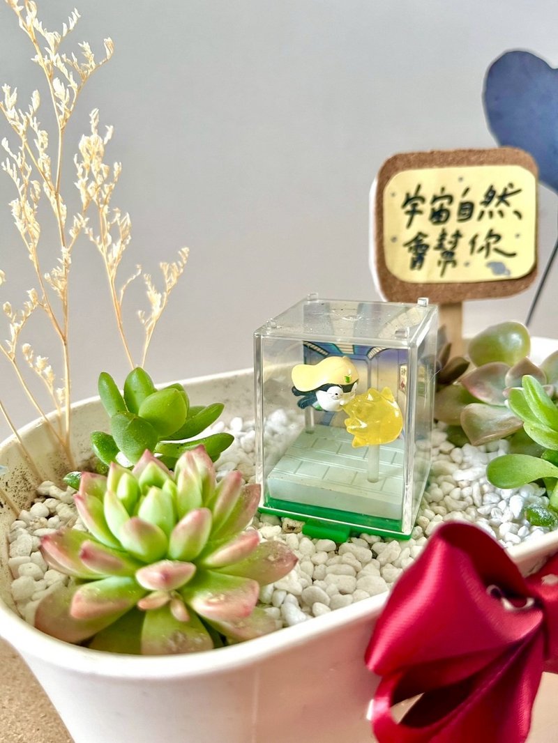 Tamama K隆星人 多肉組盆 多肉植物 晉升禮物 軍人禮物 祝福晉升 - 盆栽/植栽 - 植物．花 綠色