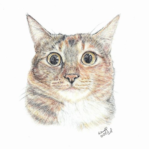 Petsketch hk 【客製】寵物手繪 | 唐貓 | 三色貓 | 似顏繪 | 畫 | 貓
