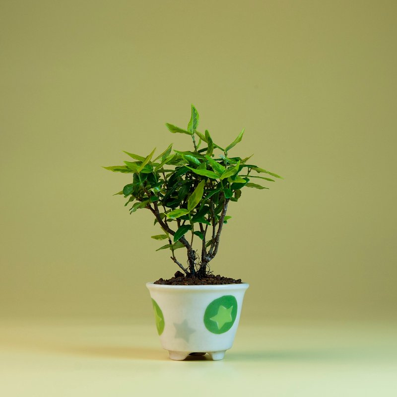 【日本植物】縮緬葛 小品盆景 居家 陽台 窗台植物 - 植栽/盆栽 - 植物．花 