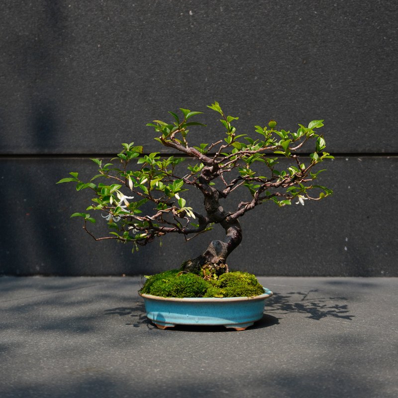 日本齊敦果 美功 ほりえびこう盆鉢∣展覽級盆景樹 - 盆栽/植栽 - 陶 