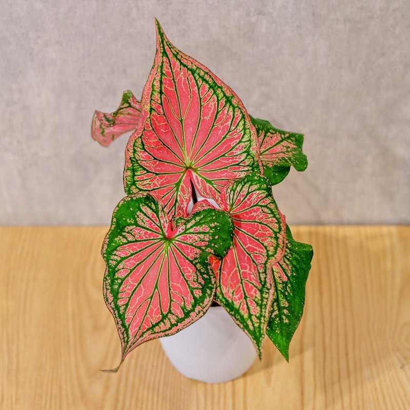 Pink Lady Colorful Leaf Taro Japanese-style Plastic Pot Indoor Plants Foliage Plant Gifts Office Souvenirs - ตกแต่งต้นไม้ - พืช/ดอกไม้ 