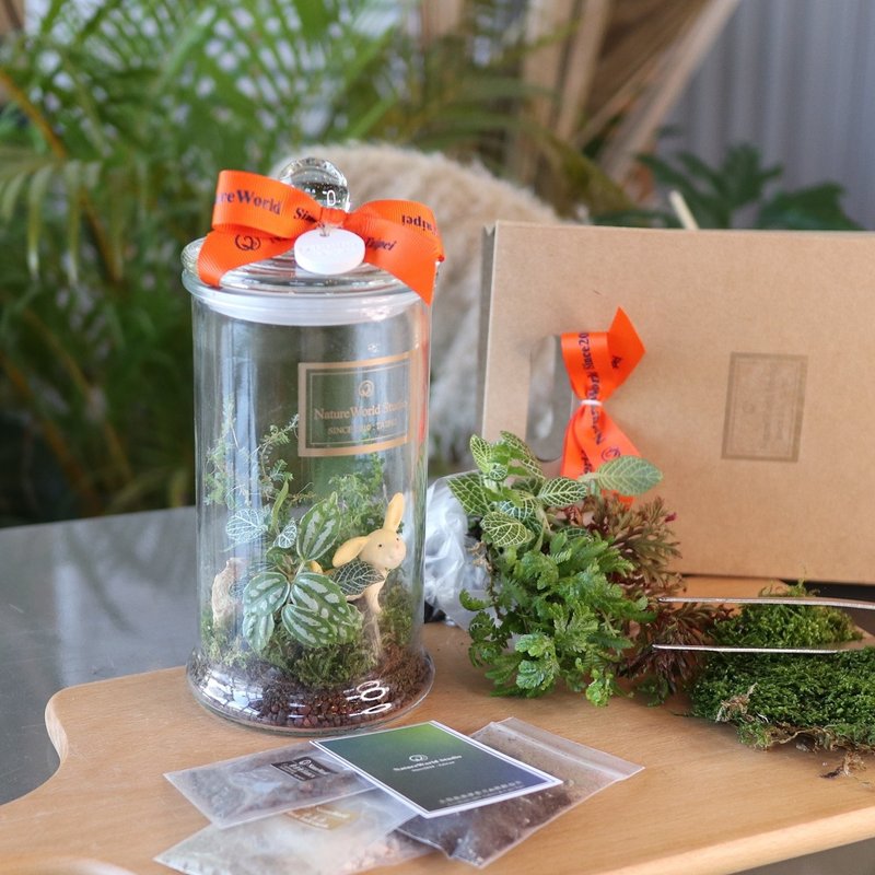 Plant Ecological Bottle DIY Gift Box/Rabbit Doll + Instructional Video - จัดดอกไม้/ต้นไม้ - พืช/ดอกไม้ สีส้ม