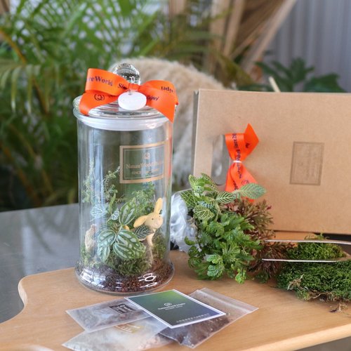 原生態 NatureWorld 植物生態瓶DIY禮盒/兔兔公仔+教學影片