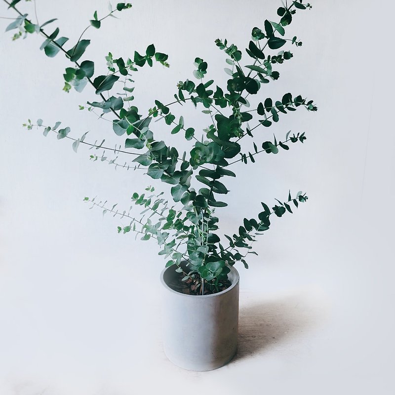 Apple/Blue Ice/Duohua'an/Little Ye'an Eucalyptus - Plants - Cement 