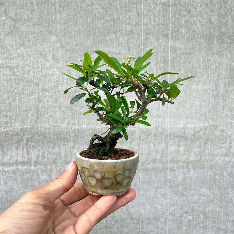 Small bonsai - red fruit number one red bonsai old tree - ตกแต่งต้นไม้ - พืช/ดอกไม้ 