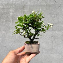 Ysh_sugawara69様用 フォローワー様100人記念❗️クチナシ盆栽 Ysh_sugawara69様用 フォローワー様100人記念❗️クチナシ盆栽