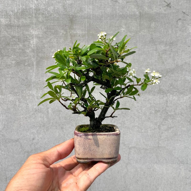 小品盆栽-紅果狀元紅 盆景 老欉 迷你 - 植栽/盆栽 - 植物．花 