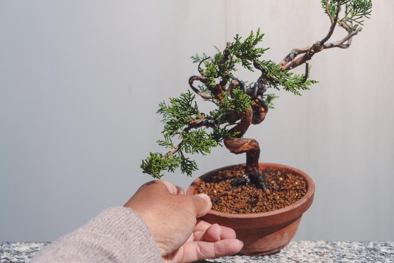 系魚川真柏造型盆栽 枝幹彎曲幅度大變化多 - 盆栽/植栽 - 植物．花 綠色