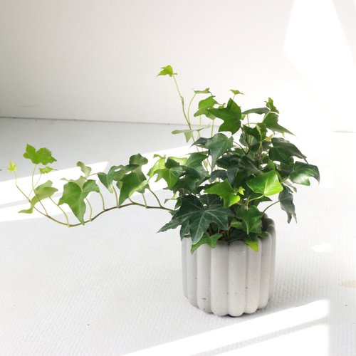 植物慢慢 l 盆器 l 土培植栽專賣店 植栽 盆栽 l 純綠常春藤 手指餅乾水泥盆 小綠星星葉片 散光