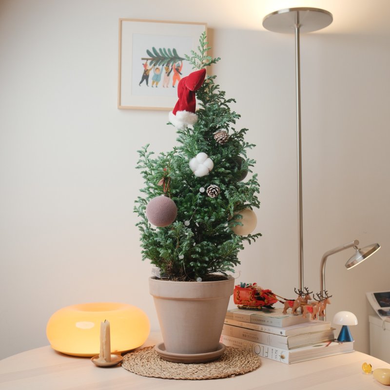 Blue Cypress/Christmas Tree - Plants - Plants & Flowers 