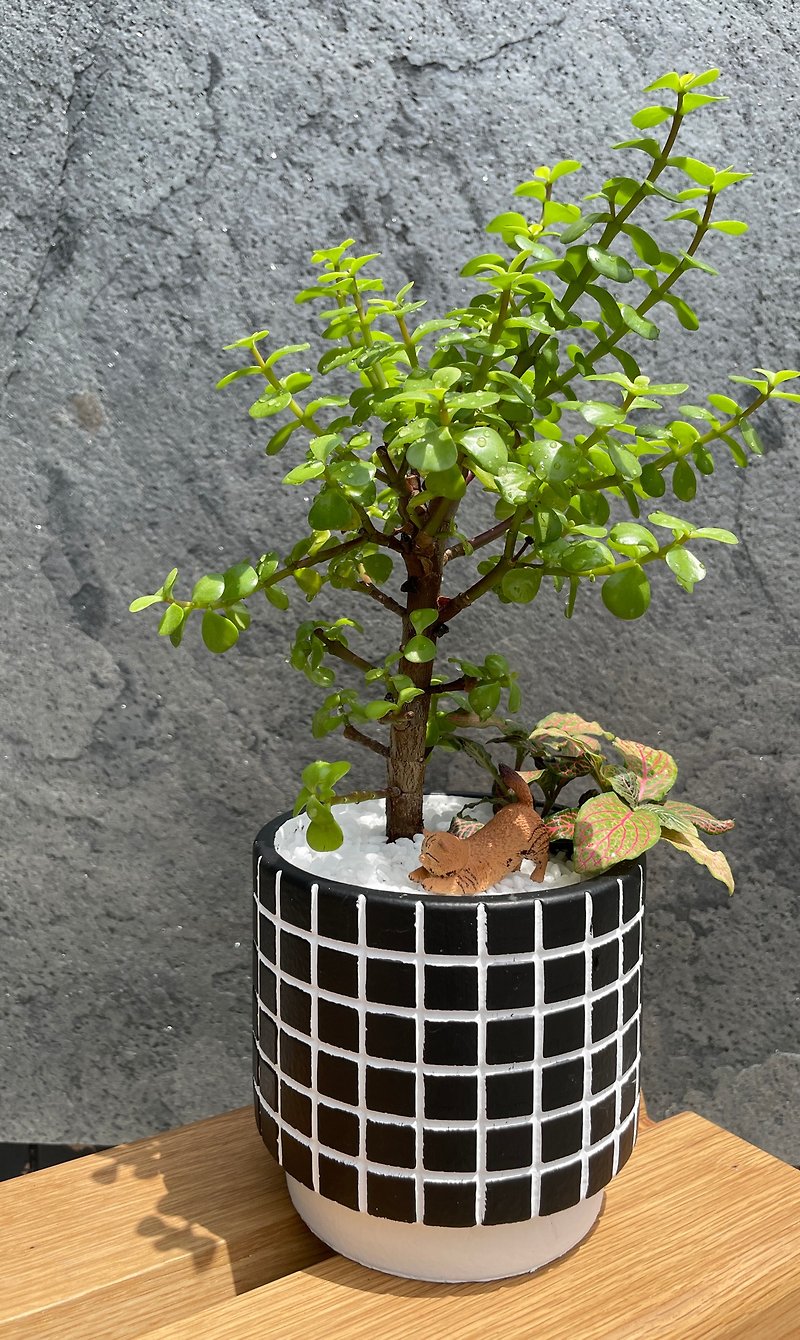 Customization - summer lazy cat black and white lattice pot green plant series. Healing/Natural/Customized - ตกแต่งต้นไม้ - พืช/ดอกไม้ สีเขียว