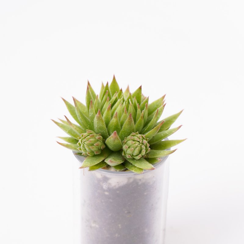 [Orange Ball Silk] Succulent Plant Smart Potting Jar | Shiguang - Plants - Plants & Flowers 