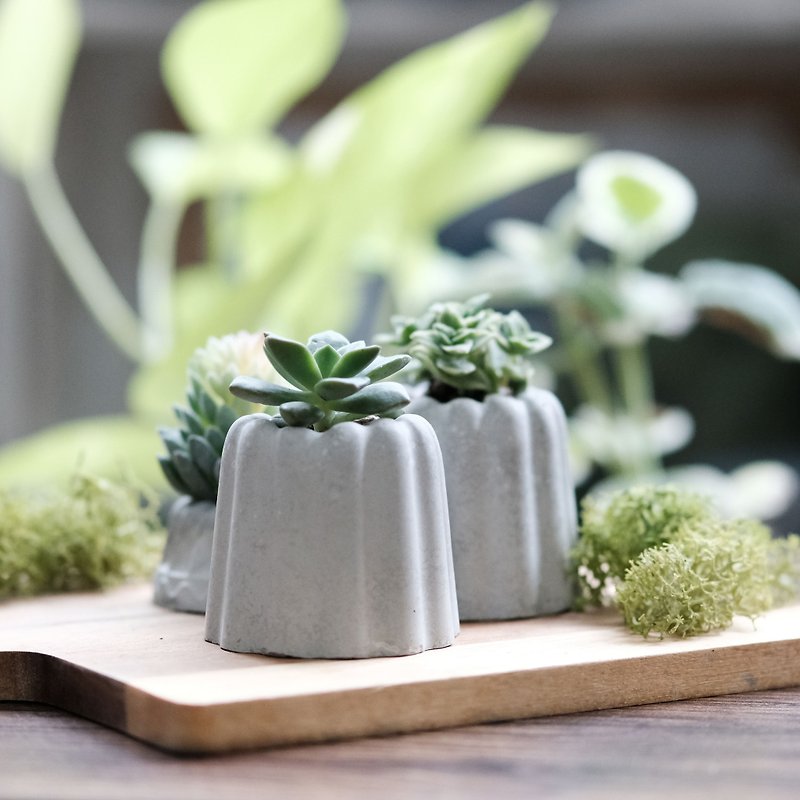 Succulent Kelly Cement Potted French Dessert Flower Wedding Small Christmas Gift - ตกแต่งต้นไม้ - ปูน สีเทา