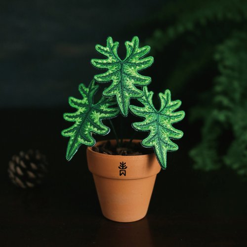 アロカシア ジャックリン グレードA アロカシア・ジャックリン