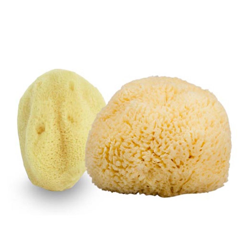 Greek natural baby sponge 2 piece group - face dedicated -9-12cm (medium) + 7-9cm (small) - อื่นๆ - พืช/ดอกไม้ สีเหลือง