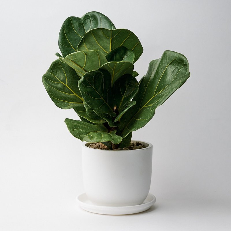 Qin Ye Rong | Potted green plants for opening gifts, housewarming and promotion - Plants - Plants & Flowers Green