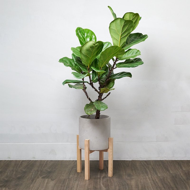 琴葉榕 | 開幕送禮 喬遷 升遷盆栽 綠色植栽 可落地 多種尺寸 - 盆栽/植栽 - 植物．花 綠色