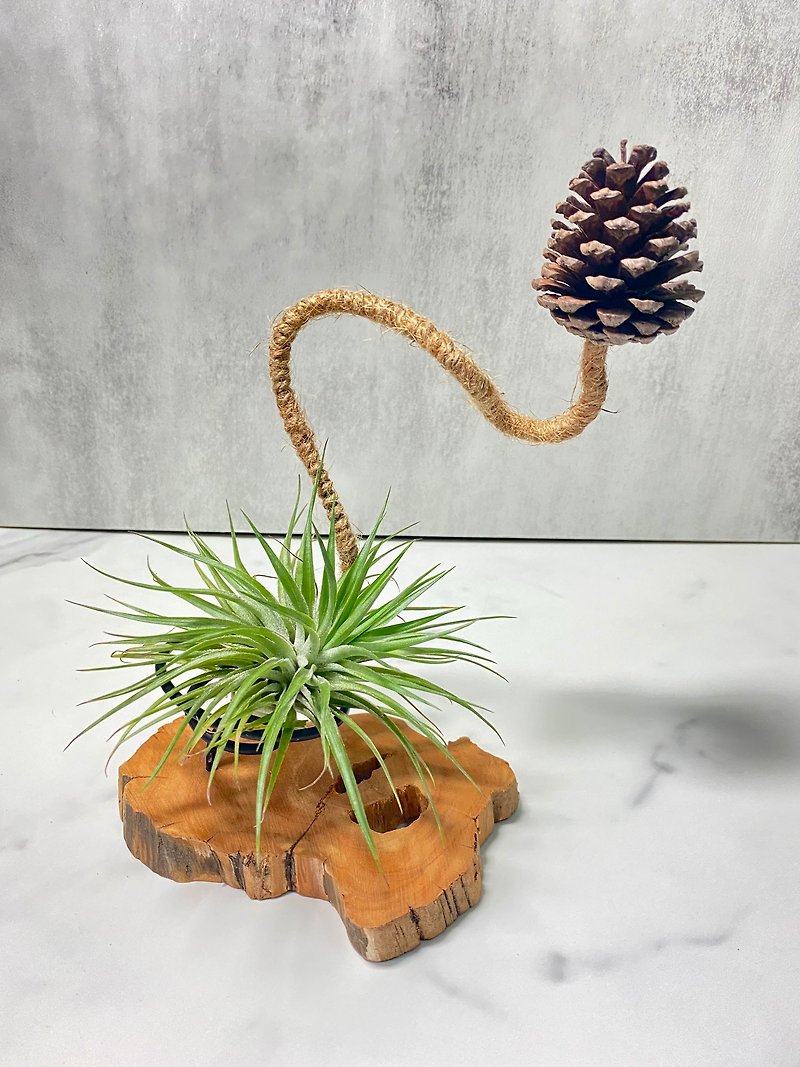 [Dragon Cypress and Pine Cones] Luck to you | Air pineapple. Air Tillandsia - ตกแต่งต้นไม้ - ไม้ สีนำ้ตาล