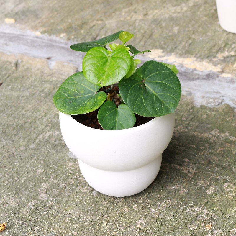 Planting potted plant l Hibiscus chubby round heart leaf indoor plant office potted plant - Plants - Pottery 