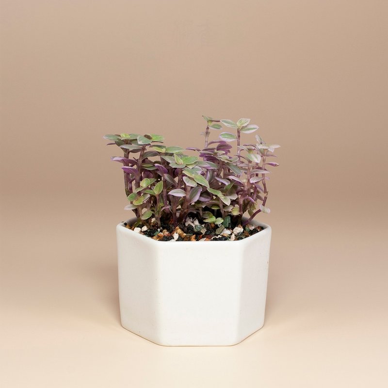 [Office Healing Plants] Succulents Desktop Potted Plants for Gifts - Plants - Plants & Flowers 