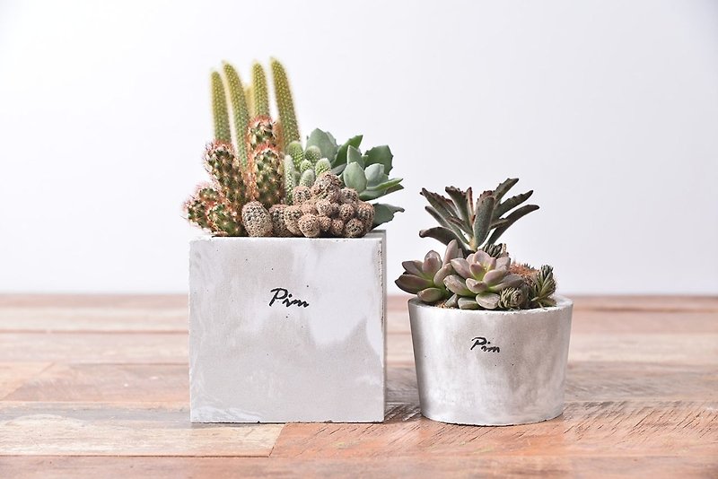[Multi-flesh plant] stone pattern double basin cactus cement basin - Plants - Cement Gray