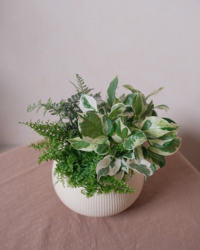 組盆小綠園 兔腳蕨/蕾絲蕨/白泉黃金葛 - 盆栽/植栽 - 植物．花 