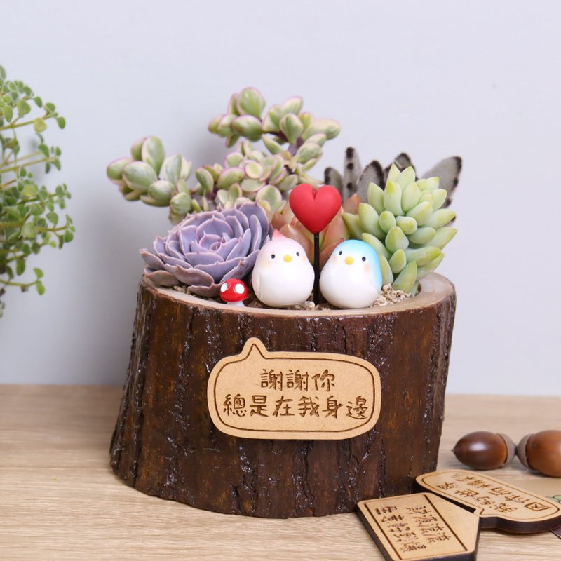 鳥寶寶(附字牌)多肉植物盆栽|生日離職升職兒童情人朋友禮物 - 盆栽/植栽 - 木頭 多色