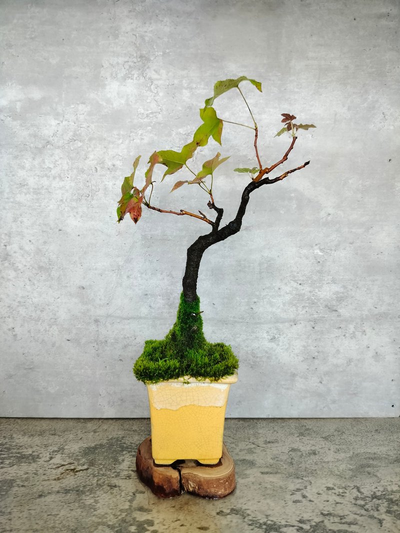 陶盆實生楓香樹 - 盆栽/植栽 - 植物．花 