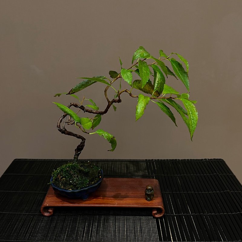 Taiwan Wushe Sakura ∣Original cherry blossom bonsai bonsai - Plants - Pottery 